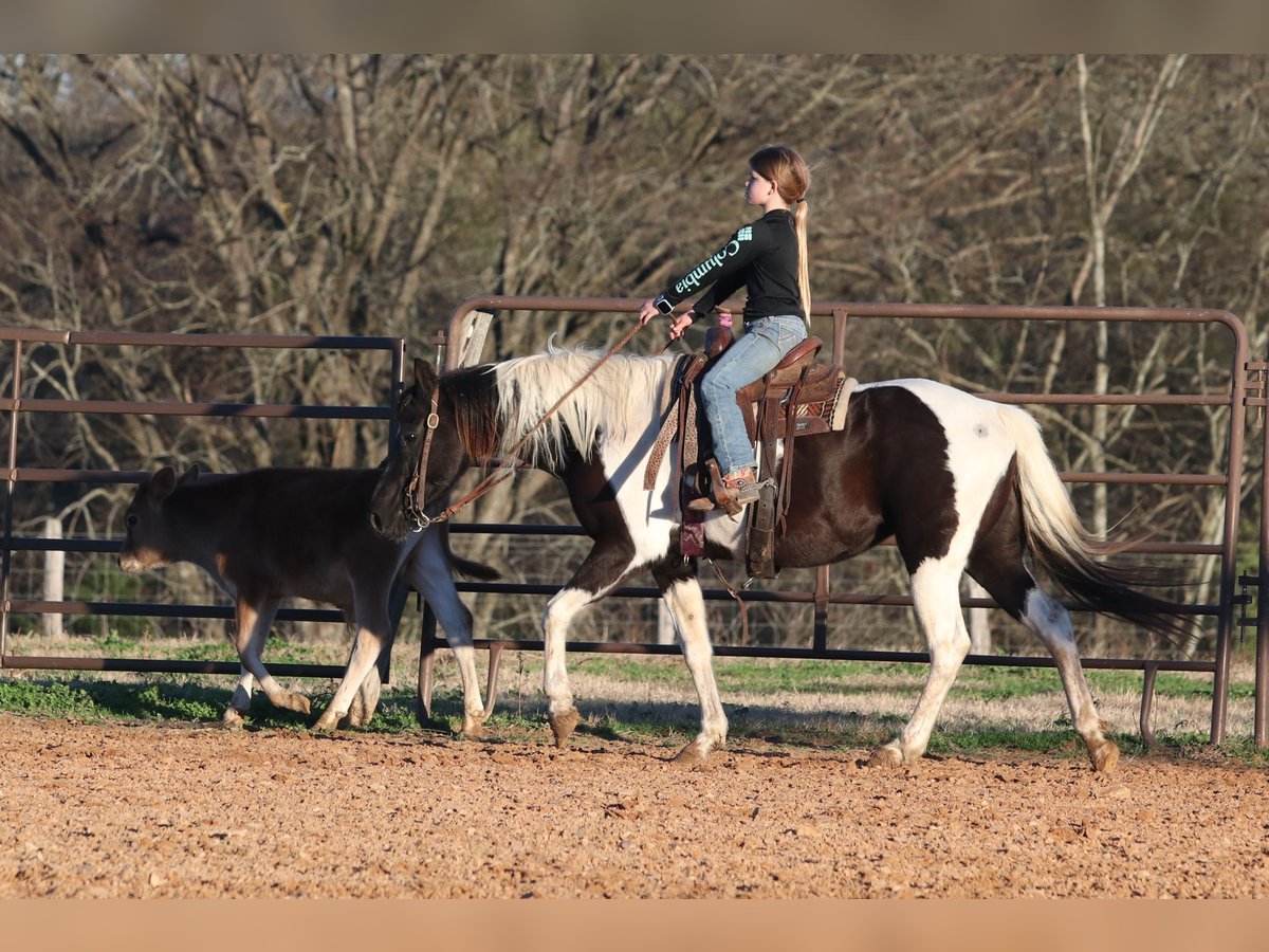 Welsh-A Giumenta 12 Anni 135 cm in Carthage, TX