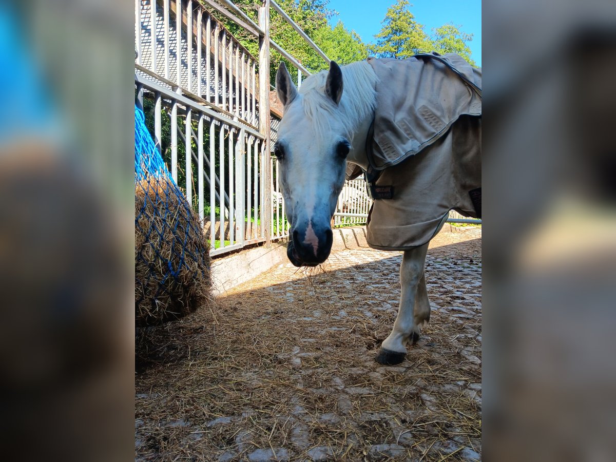 Welsh-A Giumenta 13 Anni 120 cm Grigio in Pfarrkirchen