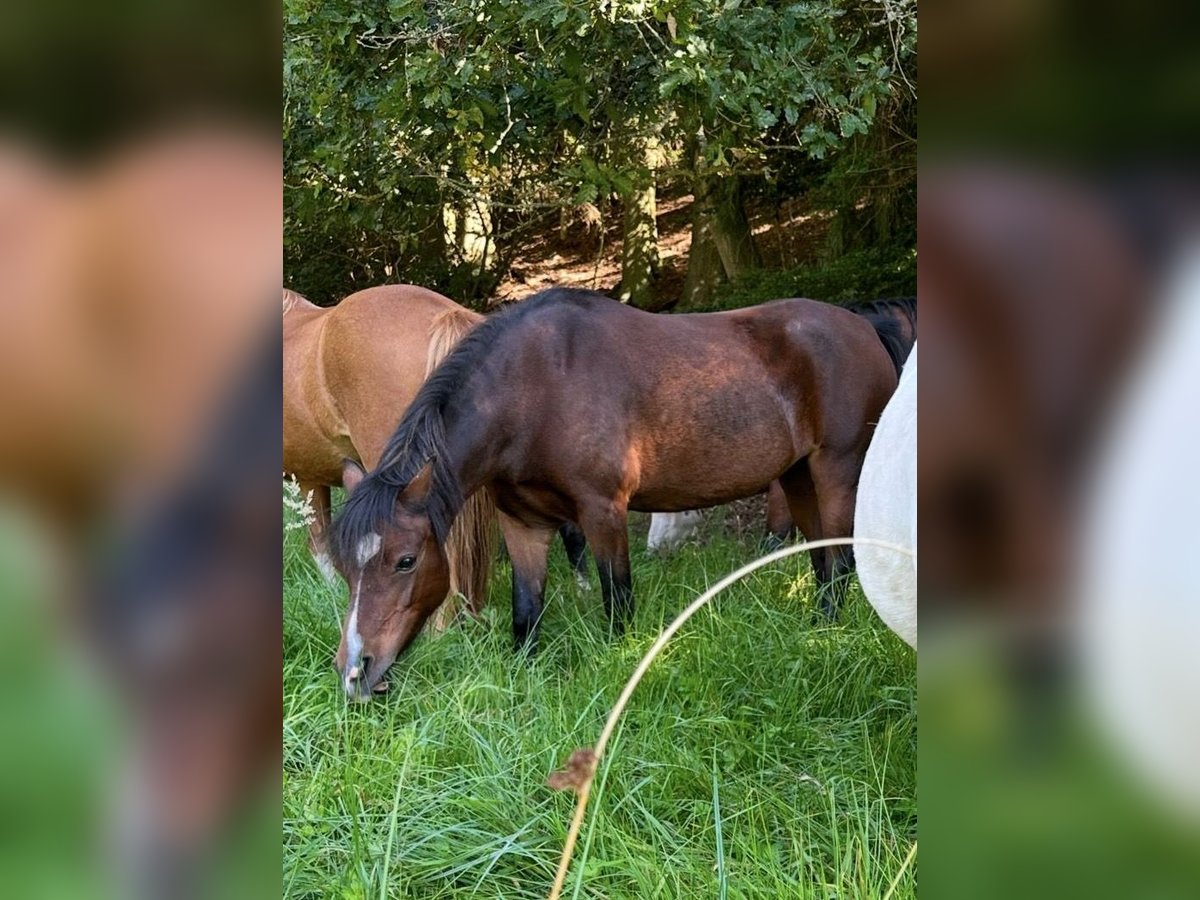 Welsh-A Giumenta 14 Anni 118 cm Baio in Hellenthal