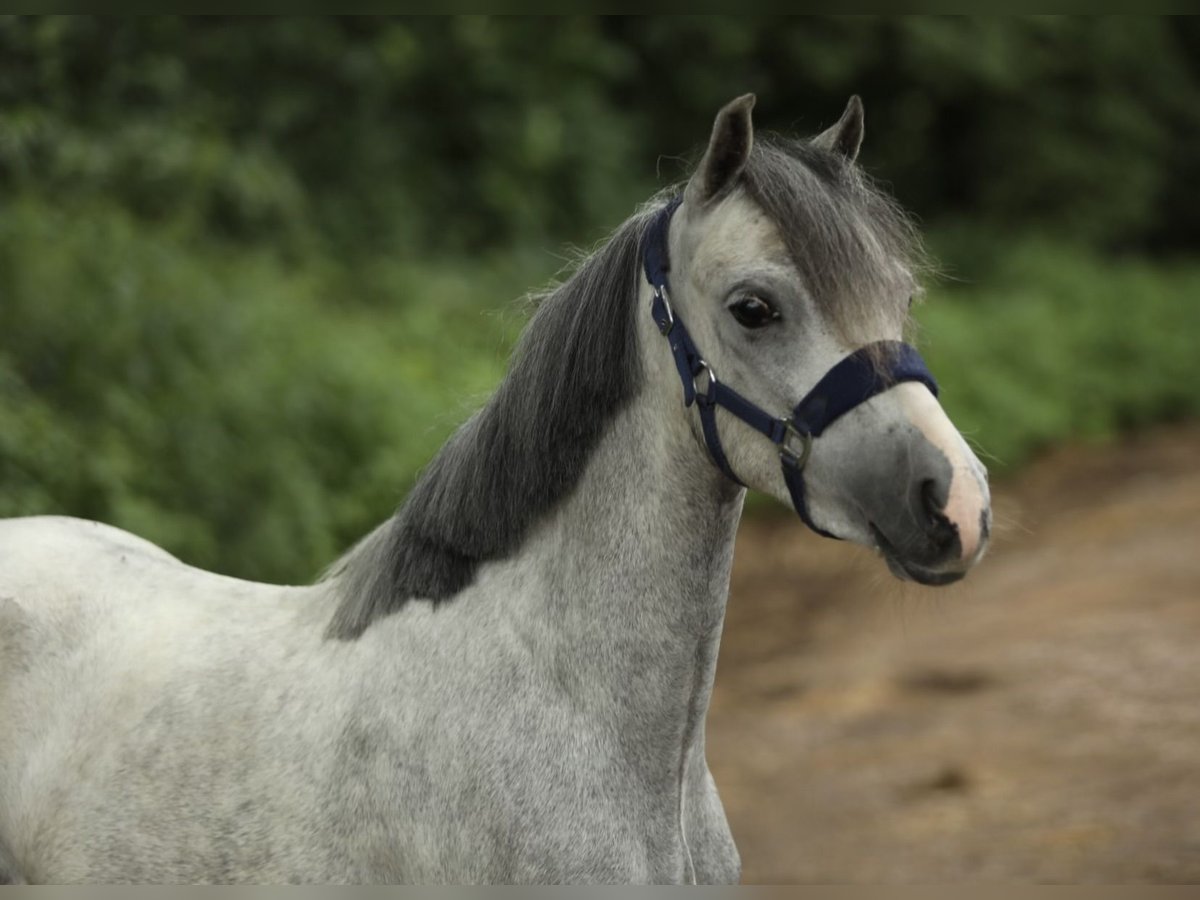 Welsh-A Giumenta 3 Anni 117 cm Grigio in Aalten
