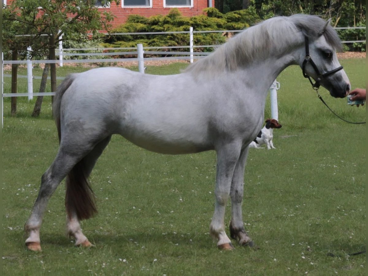 Welsh-A Giumenta 3 Anni 123 cm Grigio pezzato in Groß Rheide