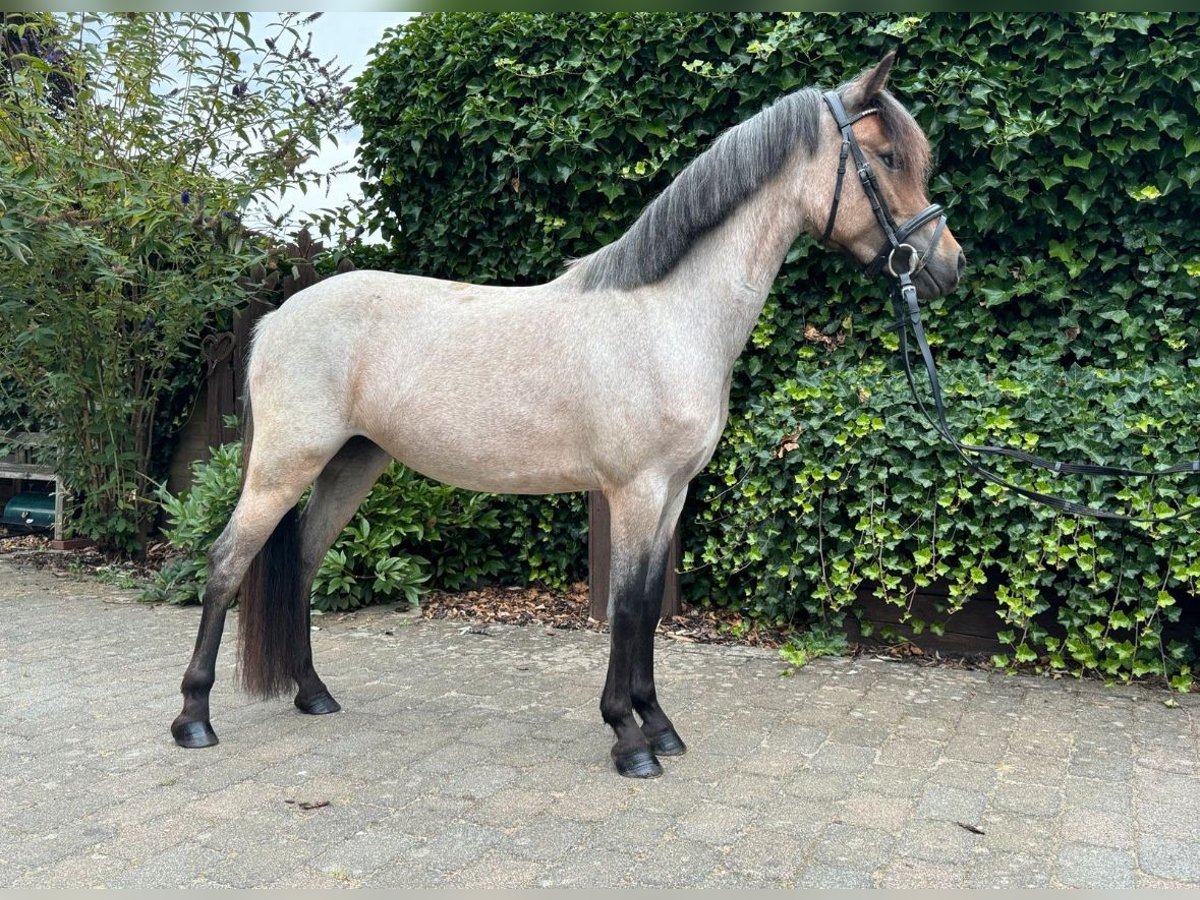 Welsh-A Giumenta 3 Anni 125 cm Grigio in Goch