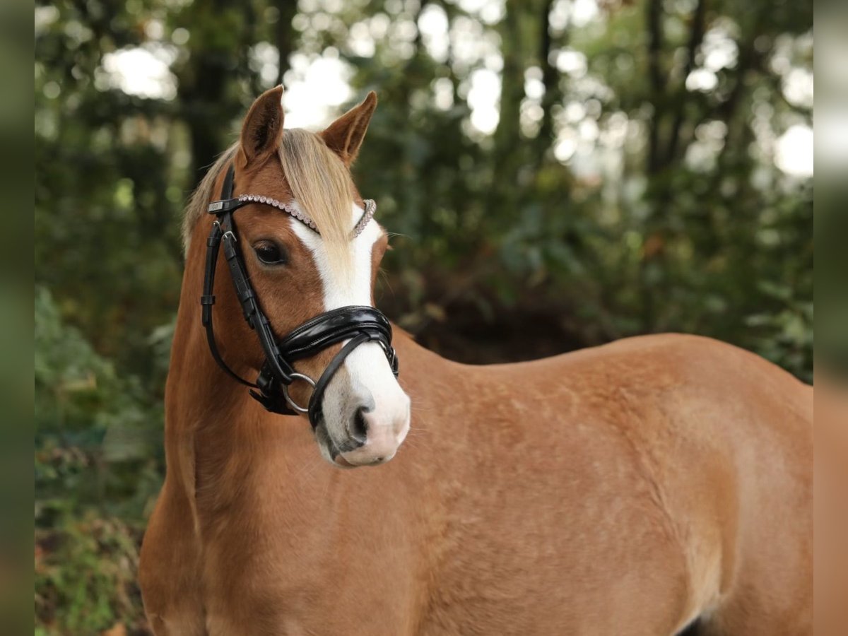 Welsh-A Giumenta 3 Anni 125 cm Sauro in Aalten