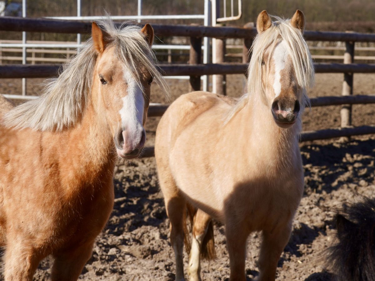 Welsh-A Giumenta 3 Anni Palomino in Paderborn