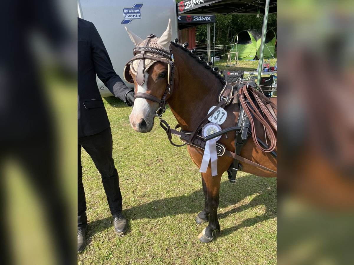 Welsh-A Giumenta 4 Anni 115 cm Baio in Ibbenbüren