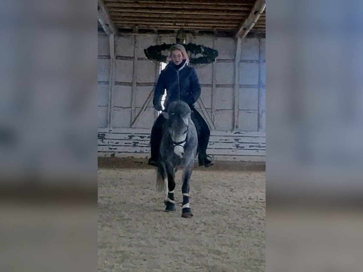 Welsh-A Giumenta 4 Anni 123 cm Grigio ferro in Schwalmstadt