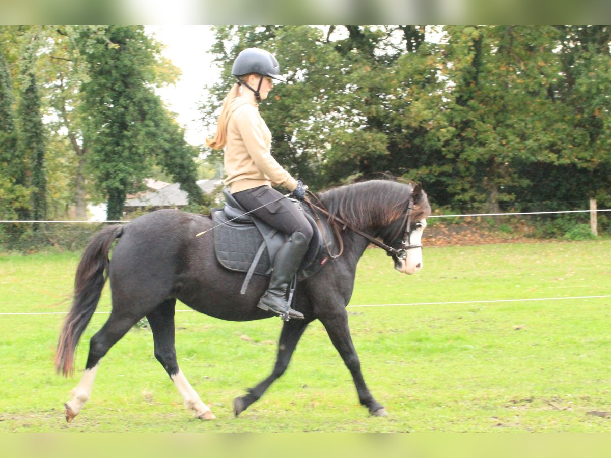 Welsh-A Giumenta 5 Anni 122 cm Morello in Friedeburg