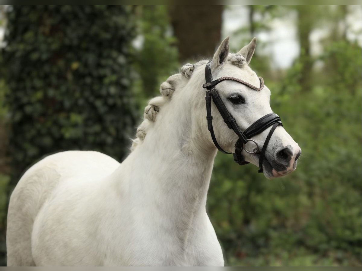 Welsh-A Giumenta 5 Anni 126 cm Grigio in Aalten