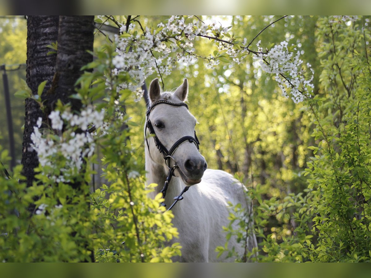 Welsh-A Giumenta 6 Anni 122 cm Grigio in Krumstedt