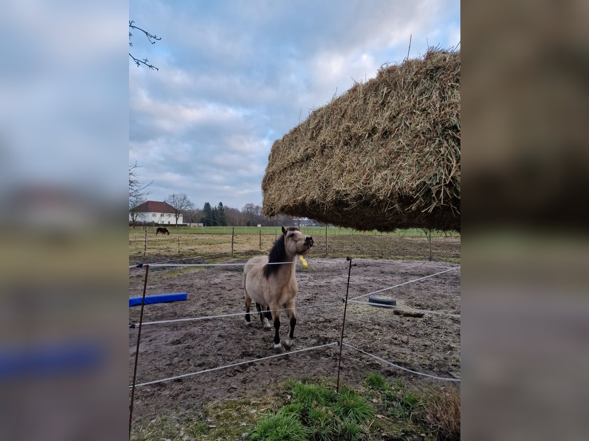 Welsh-A Giumenta 7 Anni 111 cm Falbo in Schloß Holte-Stukenbrock