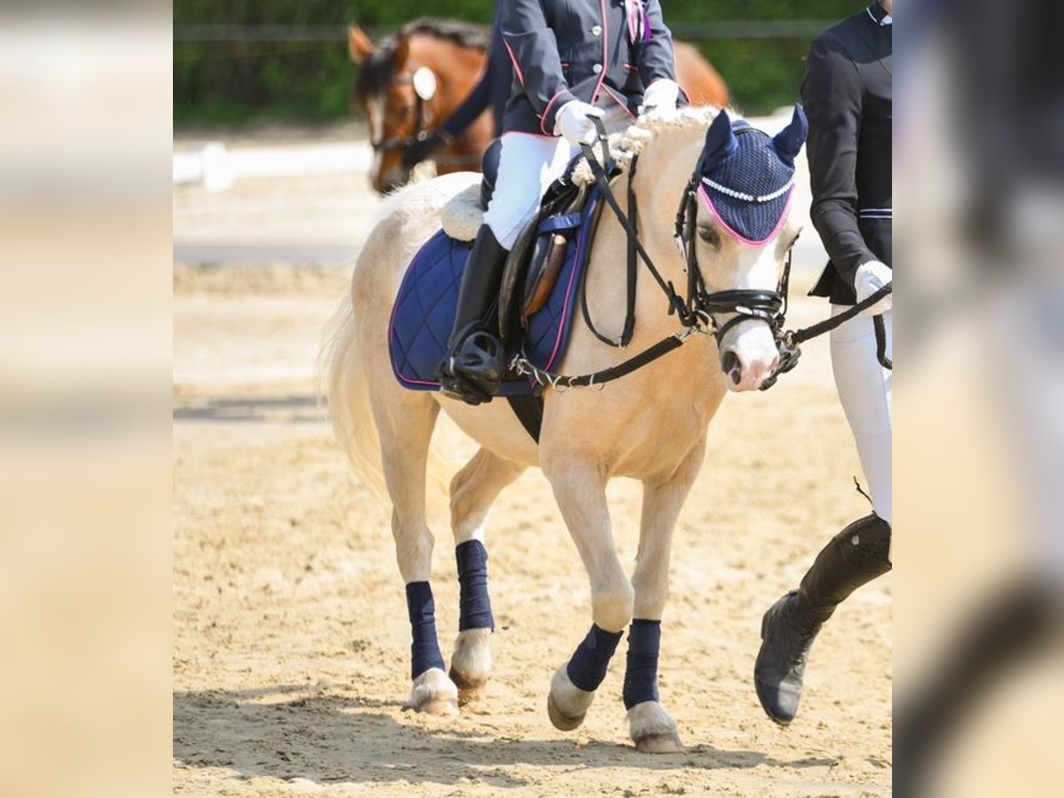 Welsh-A Giumenta 9 Anni 114 cm Palomino in Oberstedem