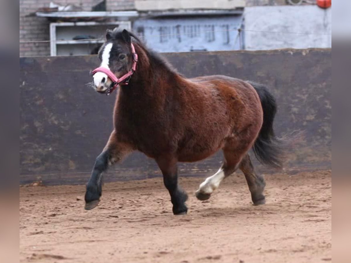 Welsh-A Giumenta 9 Anni 115 cm Baio in Elim