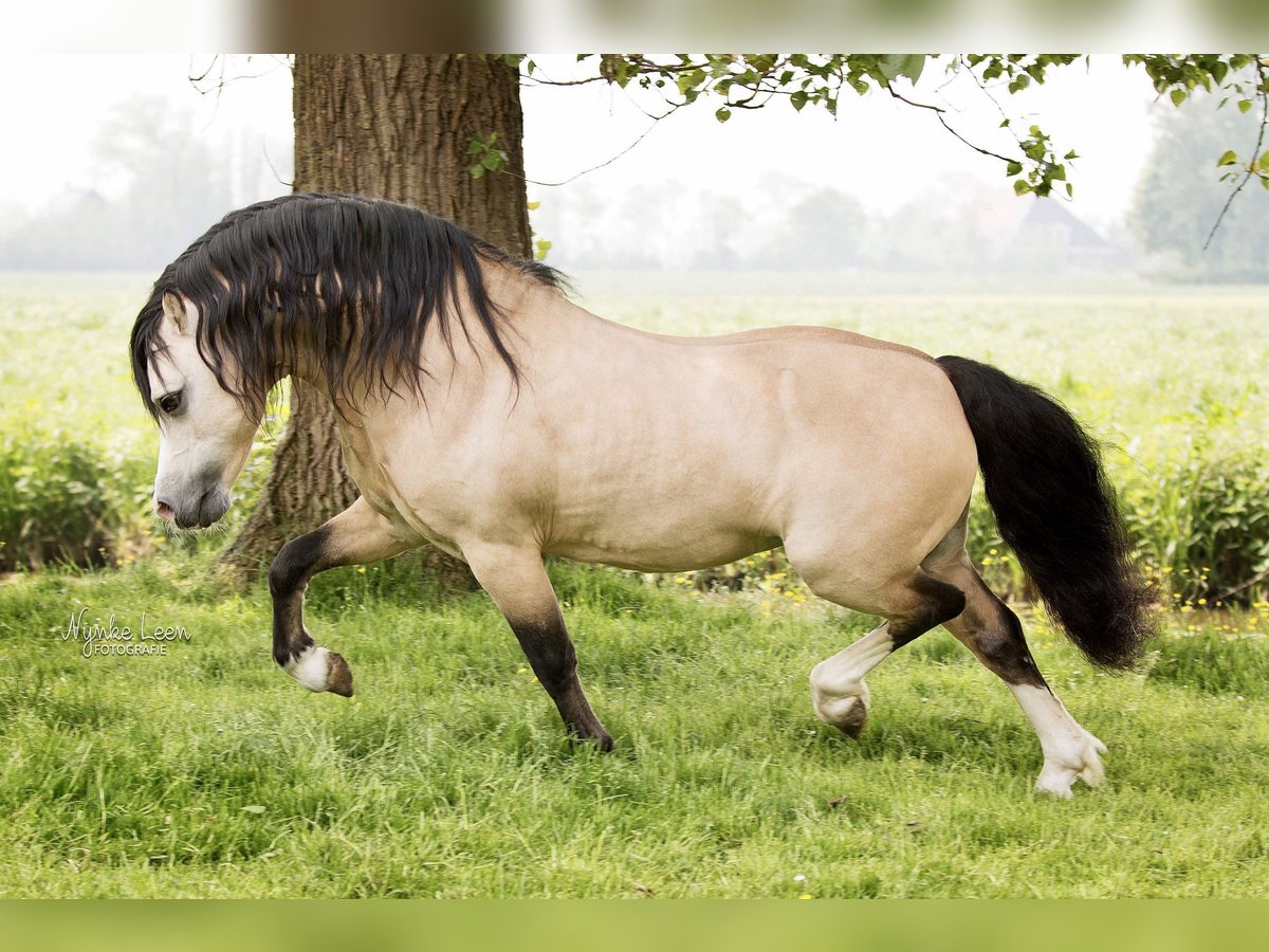 Welsh-A Hengst 17 Jahre 118 cm Buckskin in Easterein