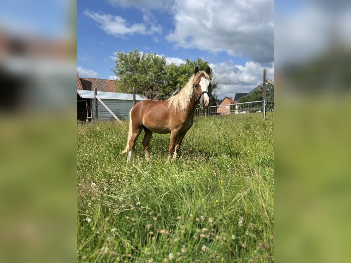 Welsh-A Hengst 1 Jaar 115 cm Vos in Kalefeld