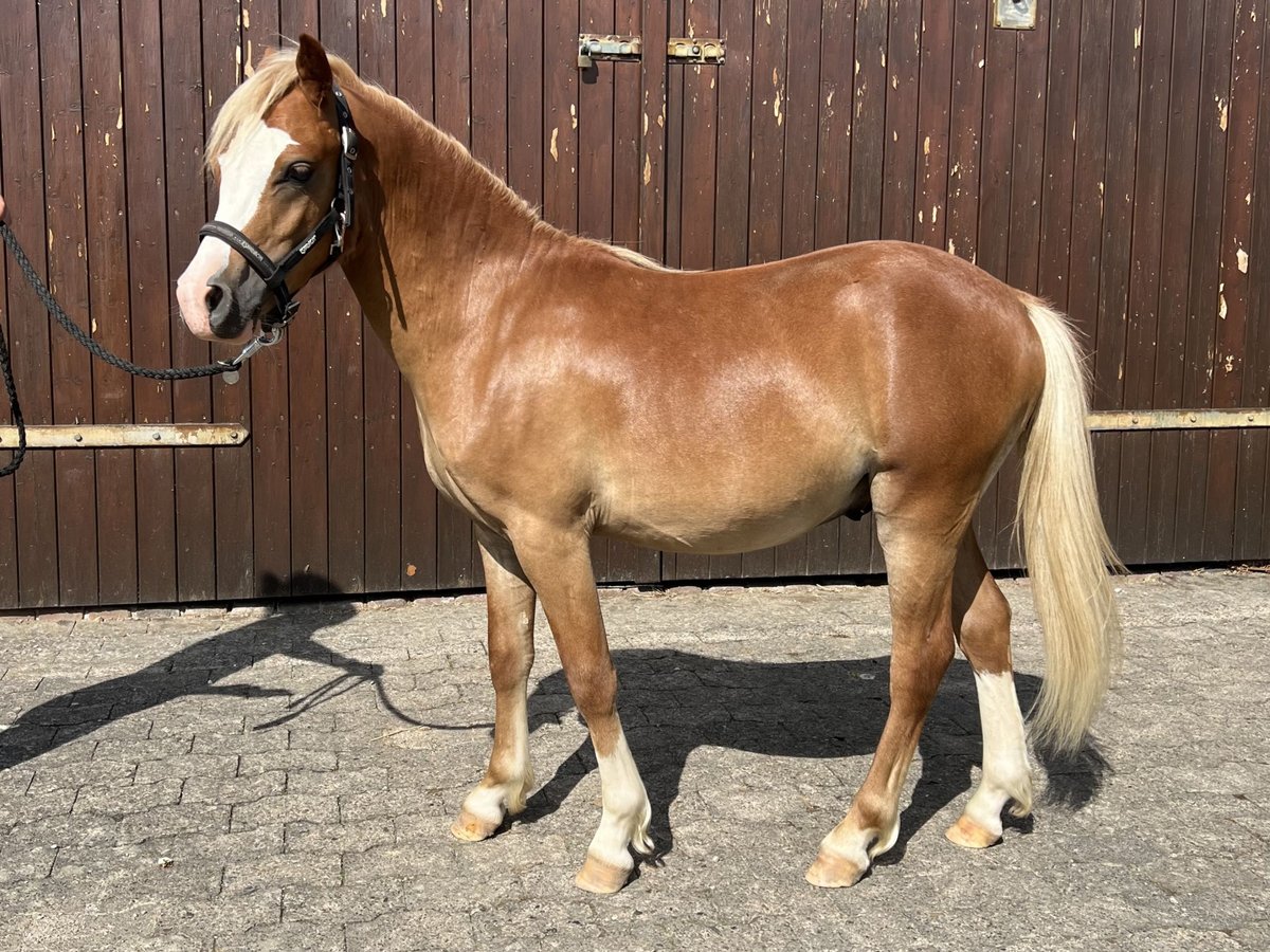 Welsh-A Hengst 1 Jaar 115 cm Vos in Kalefeld