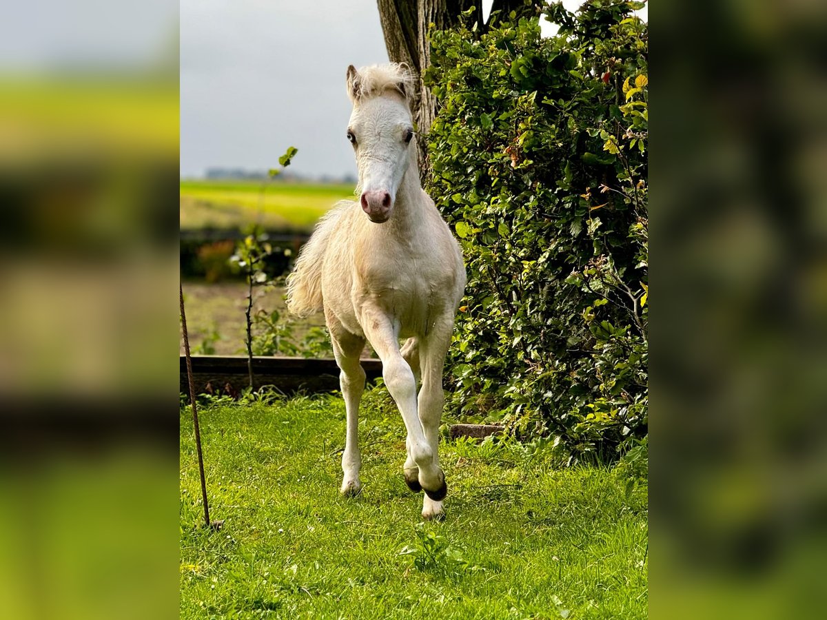 Welsh-A Hengst 1 Jaar Palomino in Oudega