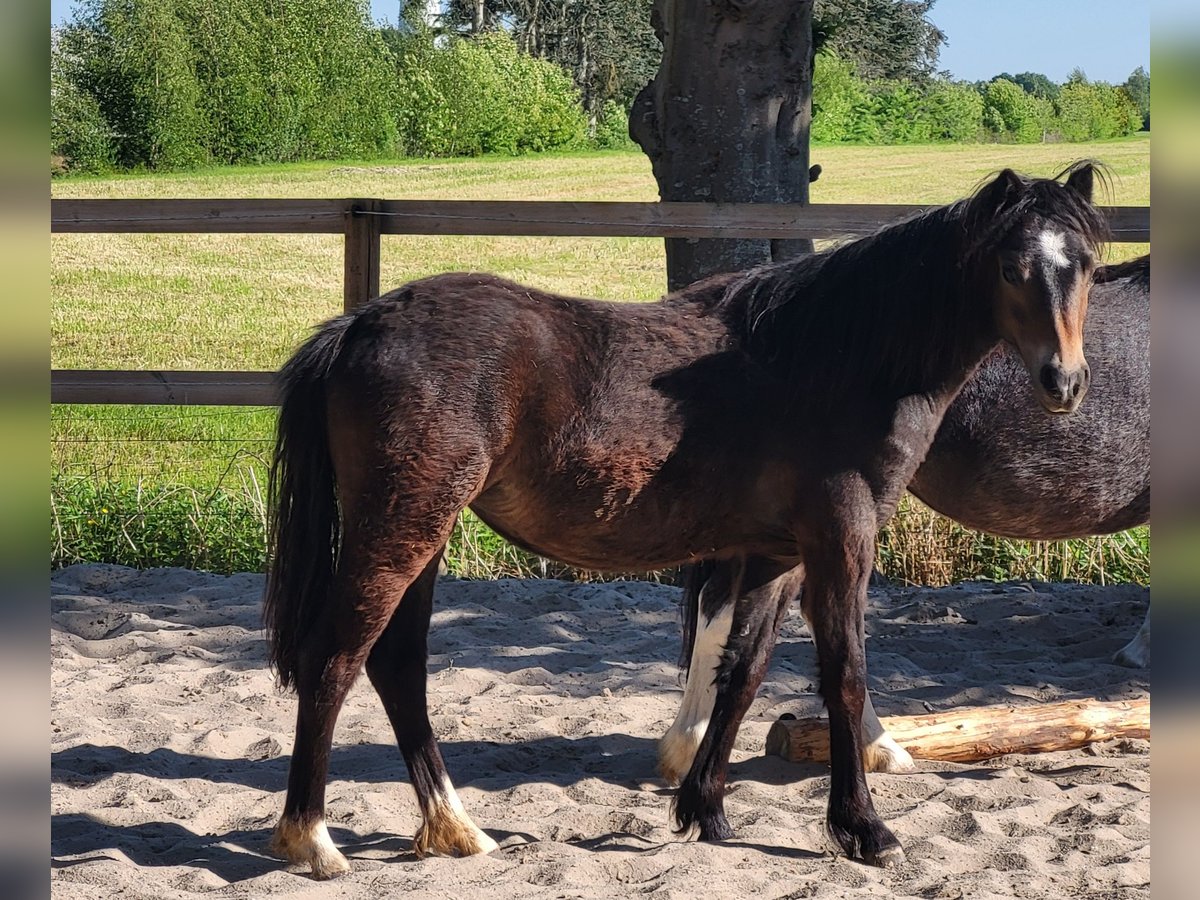 Welsh-A Hengst 1 Jahr 118 cm Dunkelbrauner in Friesoythe Welsh-A Hengst 1 Jahr 118 cm Dunkelbrauner in Friesoythe