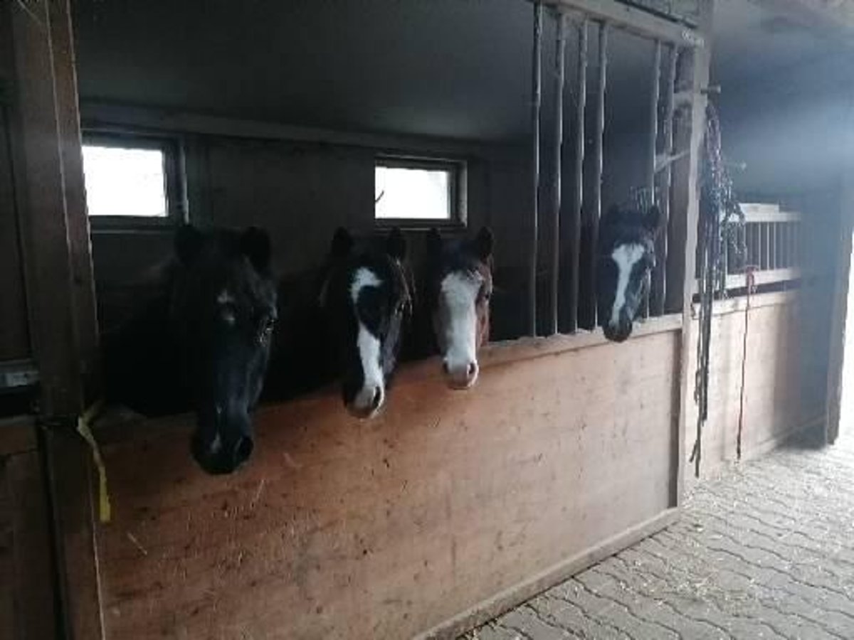 Welsh-A Hengst 1 Jahr Brauner in Glonn