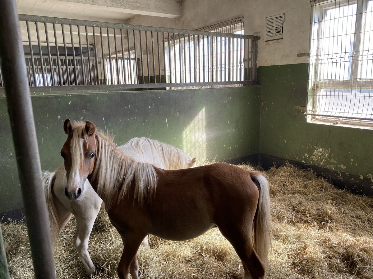 Welsh-A Hengst 1 Jahr Palomino in Herzberg