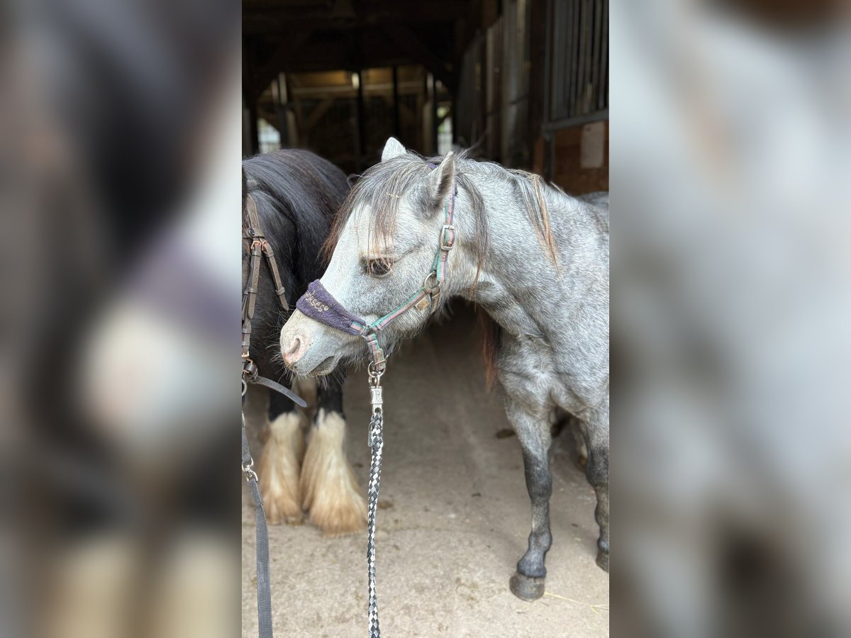 Welsh-A Hengst 2 Jaar 113 cm Blauwschimmel in Bentzin