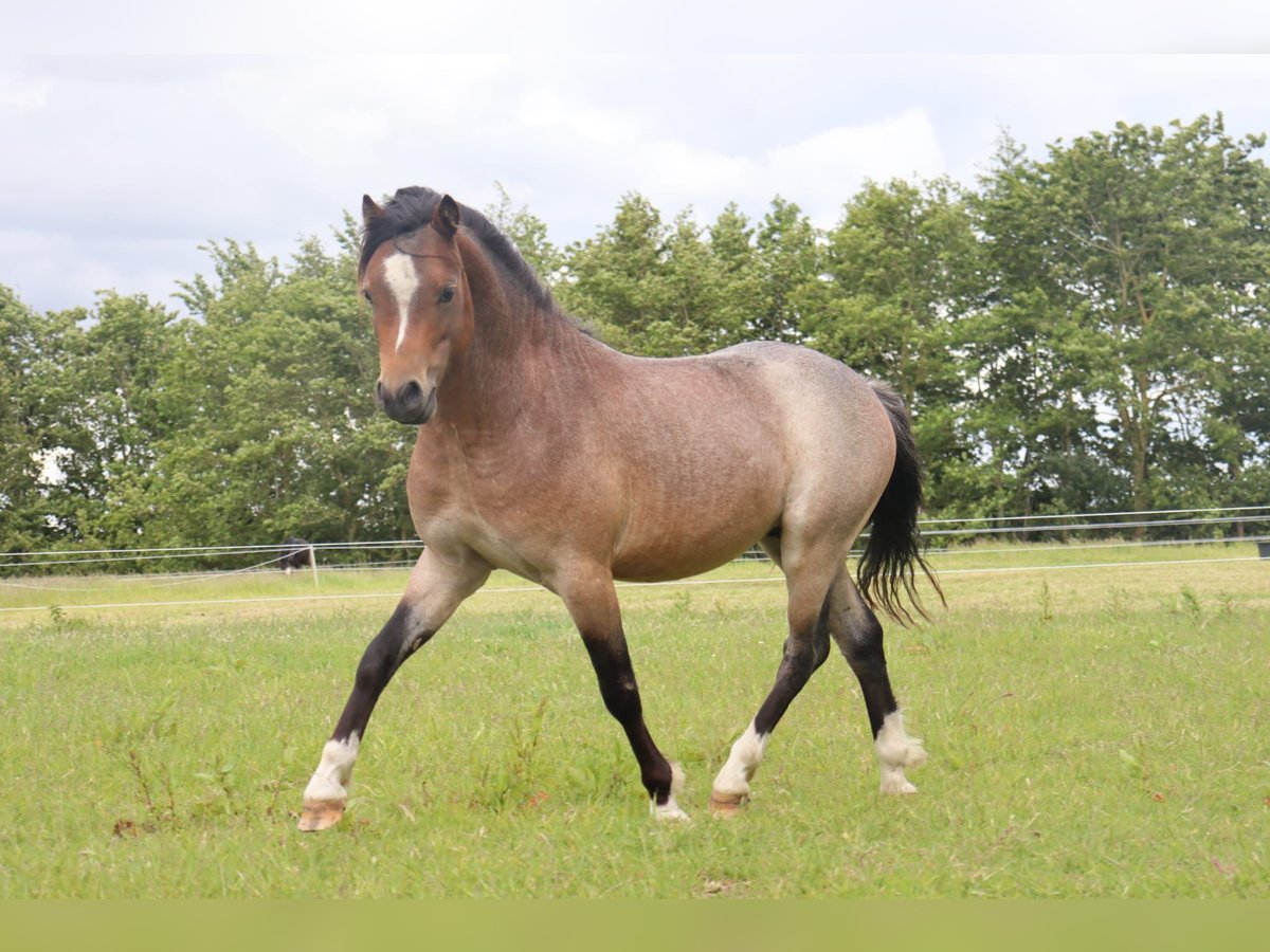 Welsh-A Hengst 2 Jahre 117 cm Roan-Bay in Kloosterburen