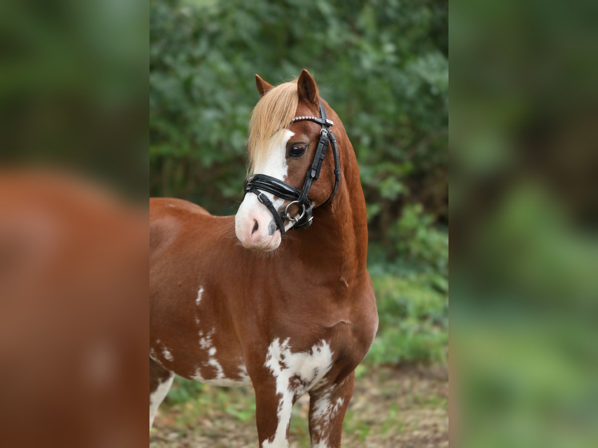 Welsh-A Hengst 2 Jahre 120 cm Fuchs in Aalten