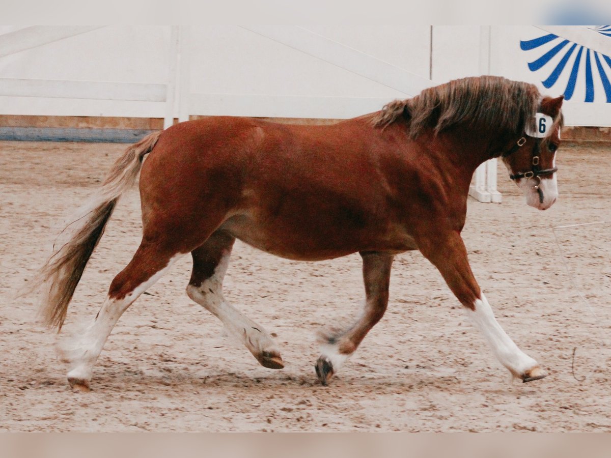 Welsh-A Hengst 3 Jaar 116 cm Vos in Lübbenau