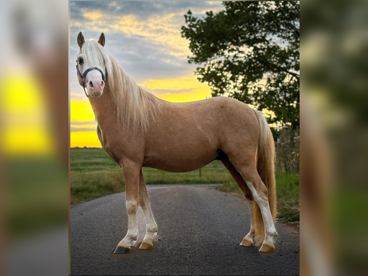 Welsh-A Hengst 3 Jahre 115 cm Palomino in Hungen