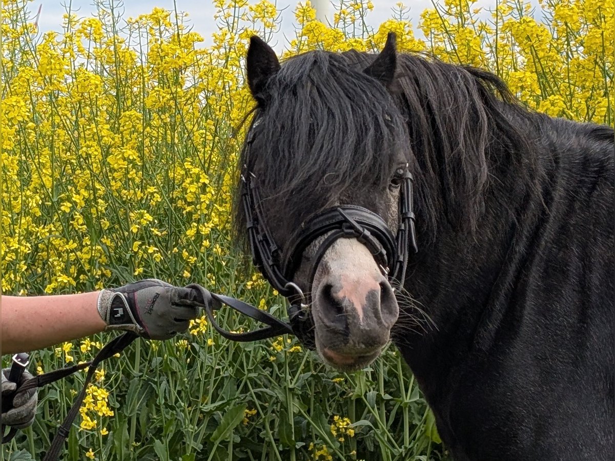 Welsh-A Hengst 3 Jahre 115 cm Rappe in Twistringen
