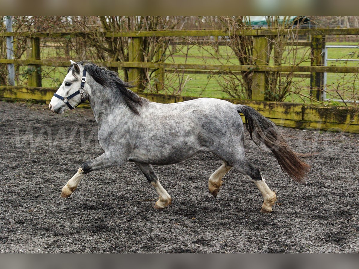 Welsh-A Hengst 3 Jahre 120 cm Schimmel in Meerbusch