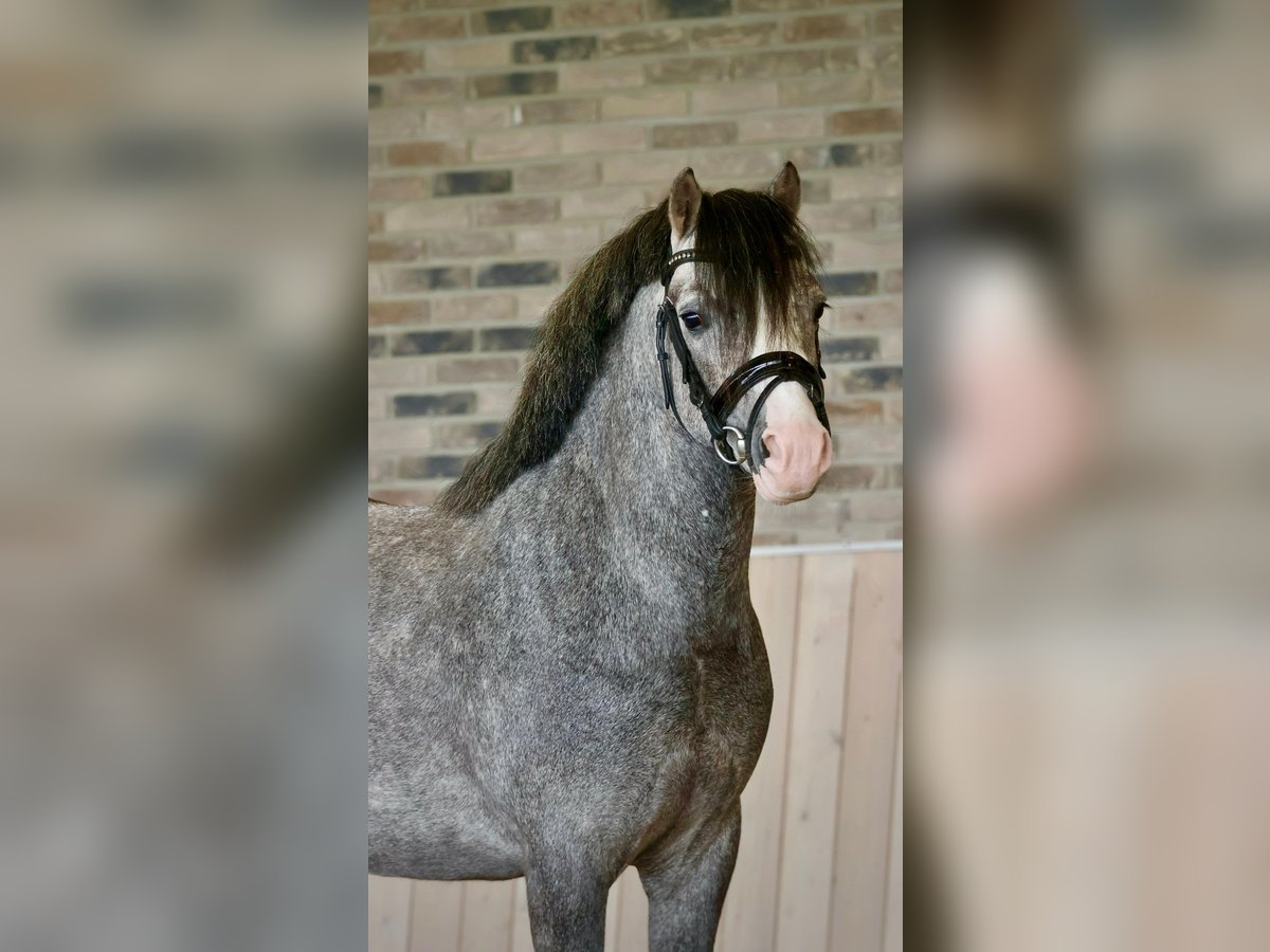 Welsh-A Hengst 3 Jahre 122 cm Schimmel in Nieuwe Niedorp