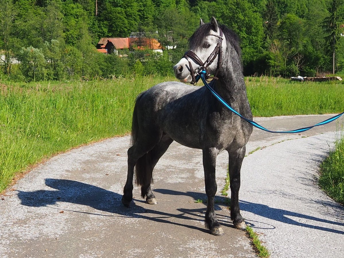 Welsh-A Hengst 4 Jaar 115 cm Schimmel in Graz