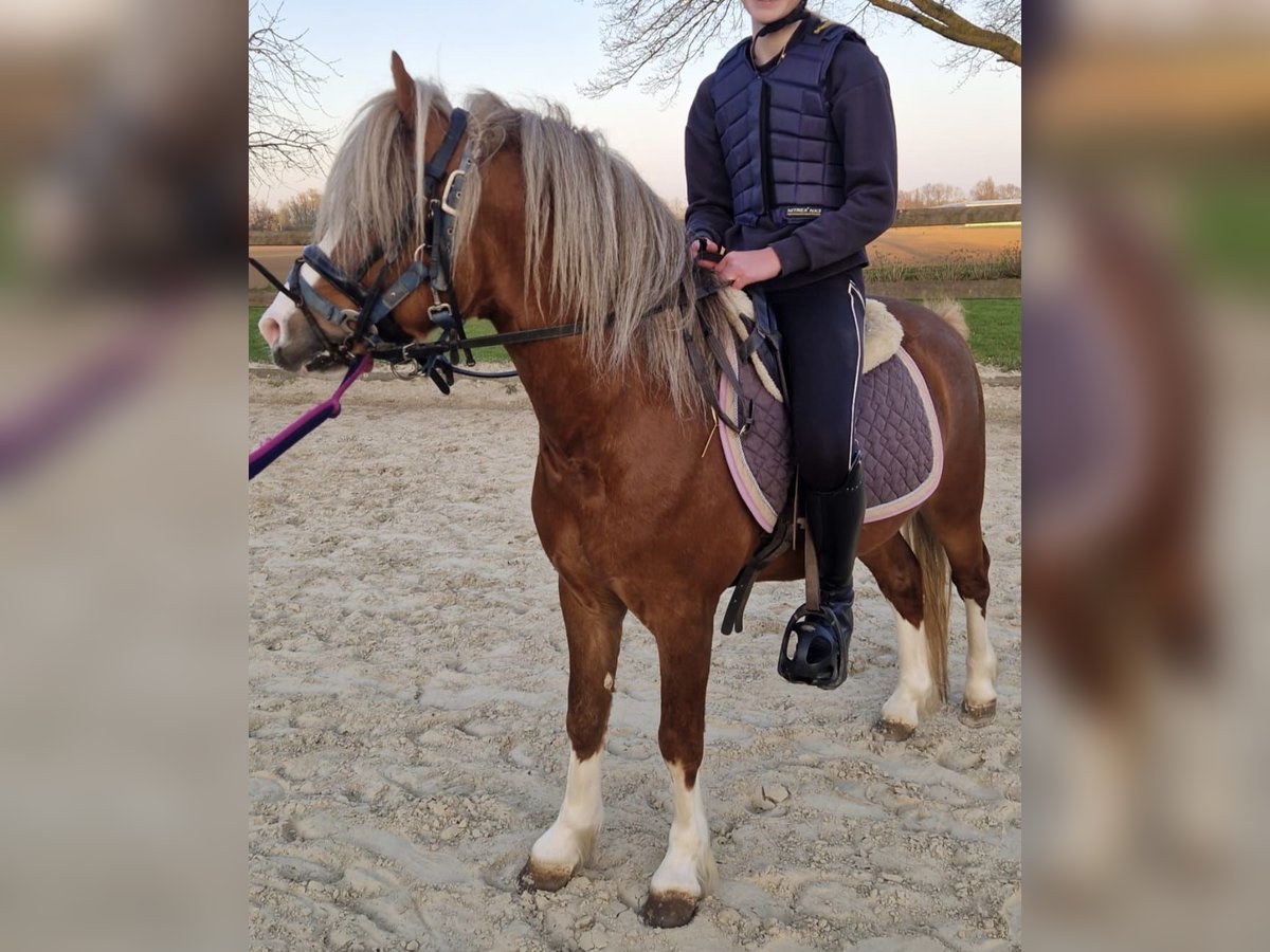 Welsh-A Hengst 4 Jahre 117 cm Fuchs in Gendt