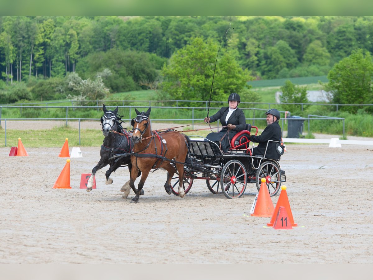 Welsh-A Hengst 7 Jahre 122 cm Schimmel in Gemünden (Felda)