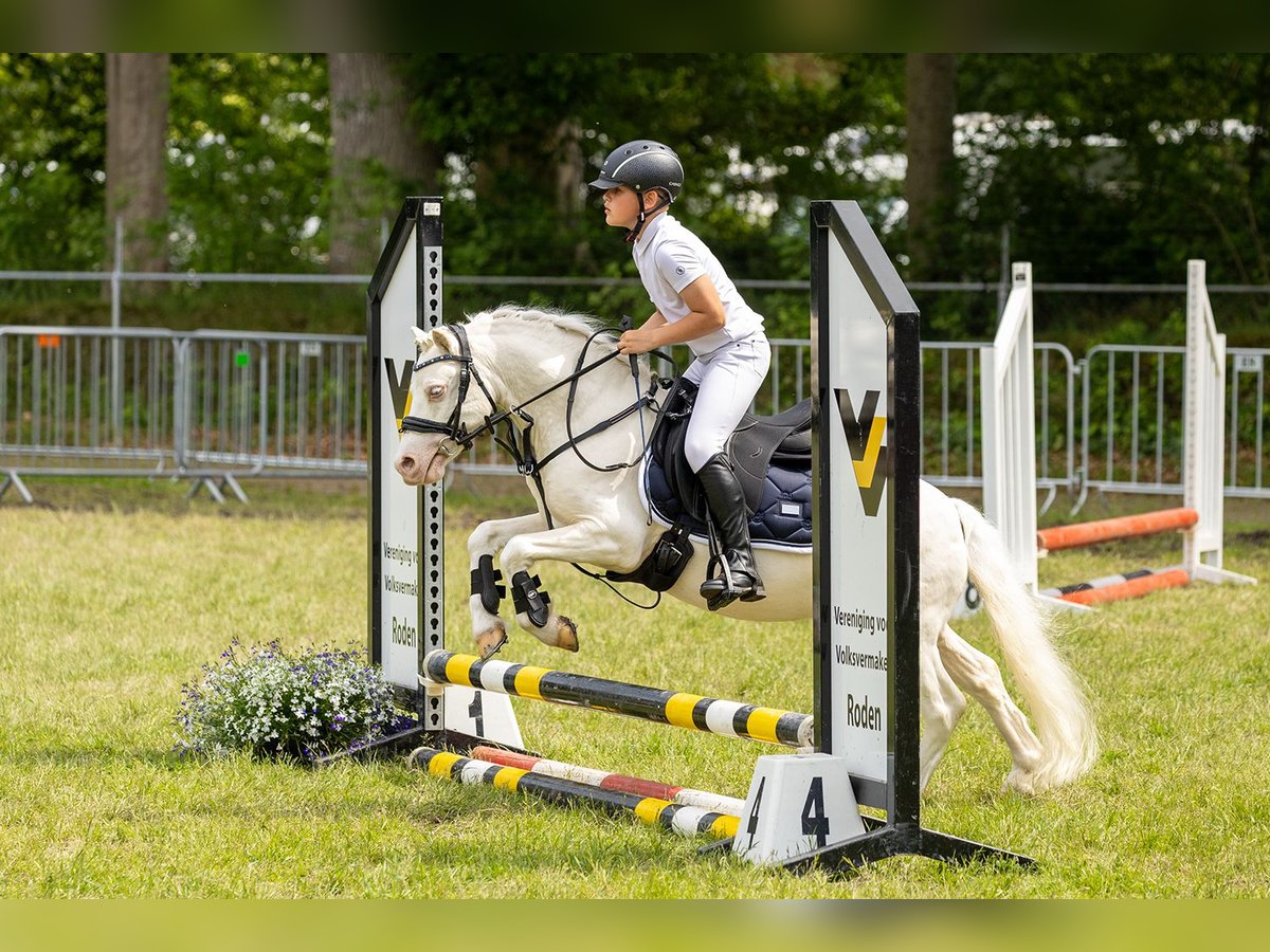 Welsh-A Hengst 9 Jahre 114 cm Cremello in Sebaldeburen