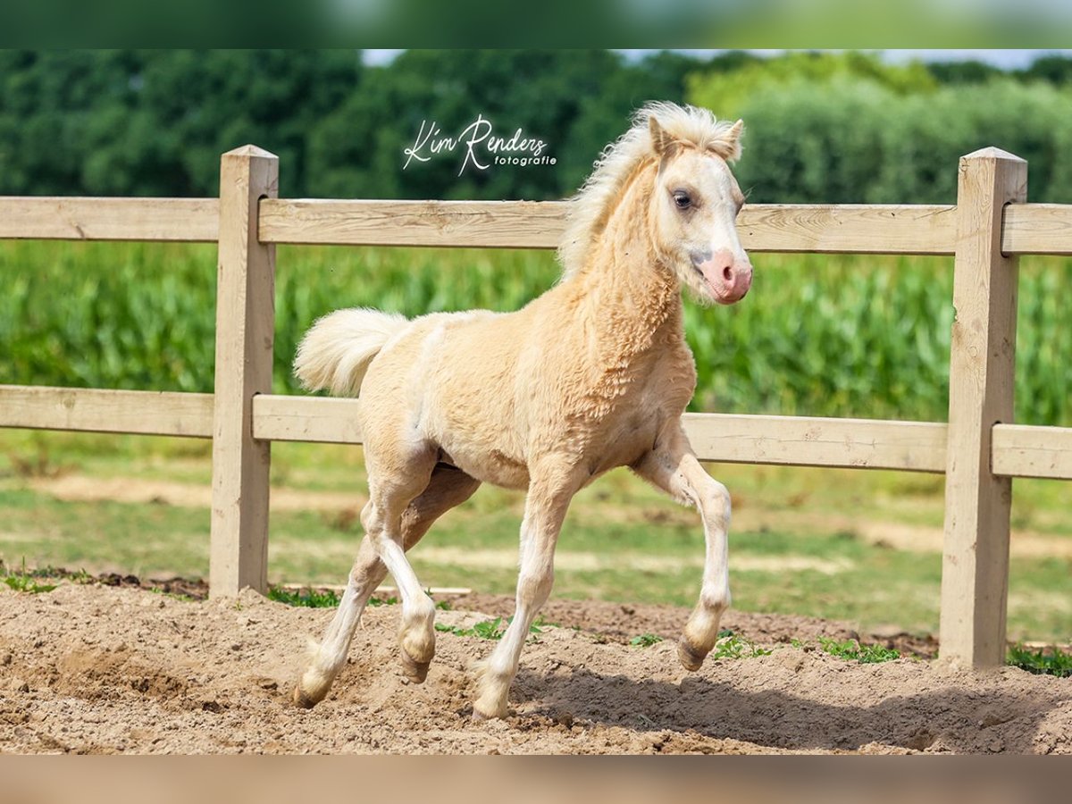 Welsh-A Hengst Fohlen (03/2025) 120 cm Palomino in Duiven