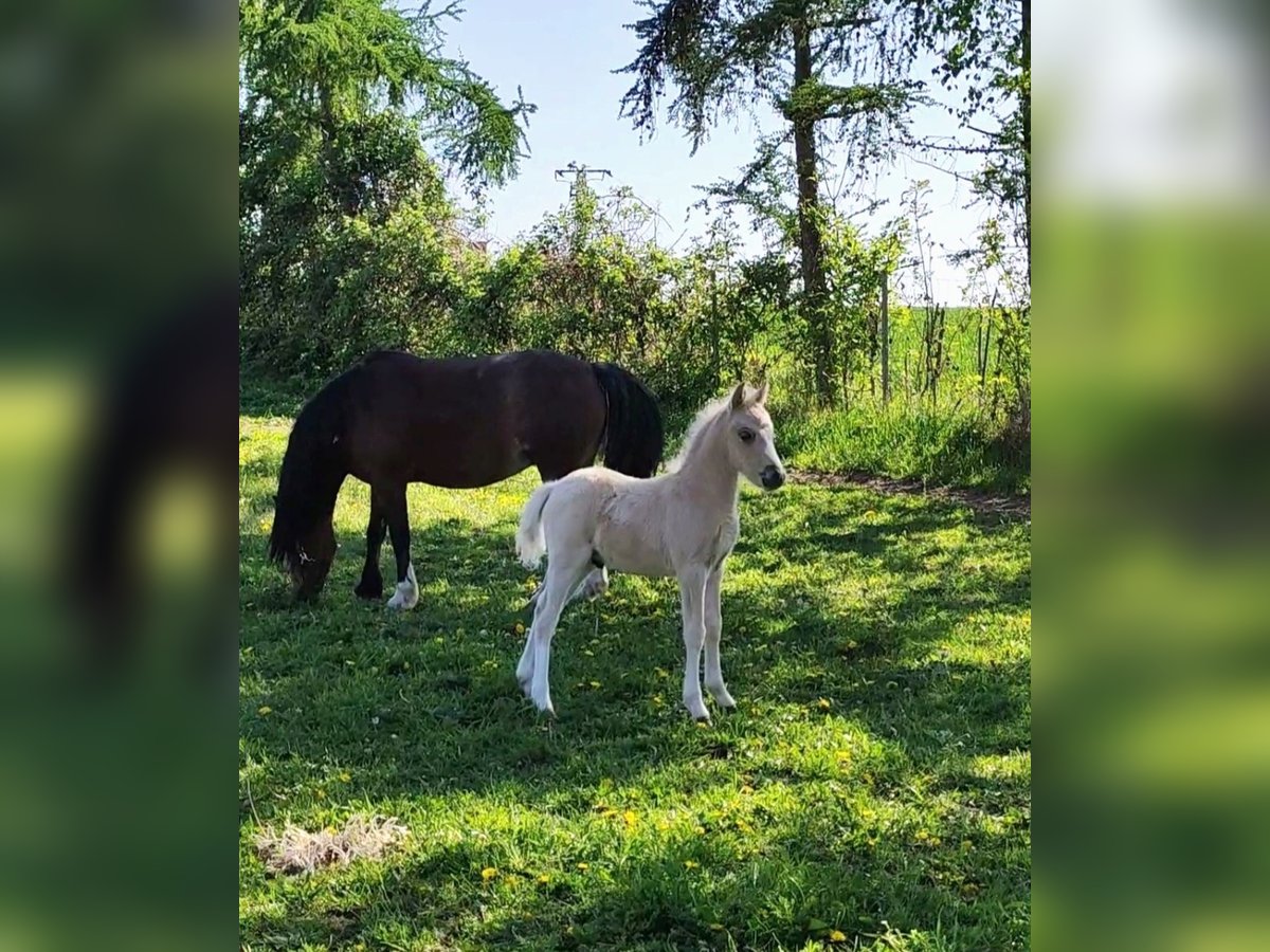 Welsh-A Hengst Veulen (03/2025) 125 cm Cremello in Grimma