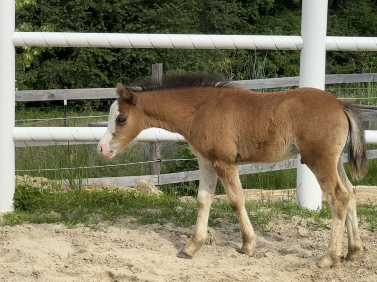 Welsh-A Hengst Veulen (04/2025) Donkerbruin in Wegscheid
