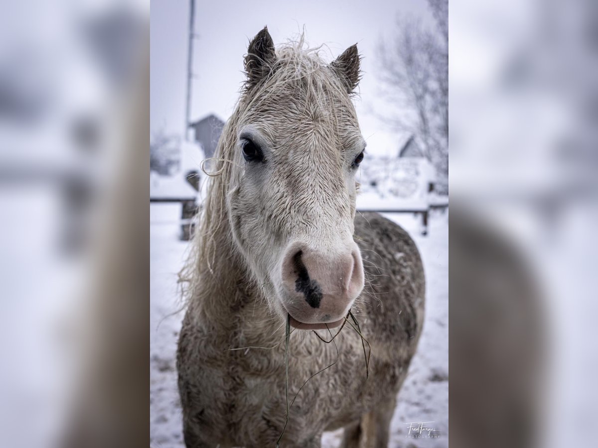 Welsh-A Hongre 10 Ans 113 cm Gris in Wielenbach
