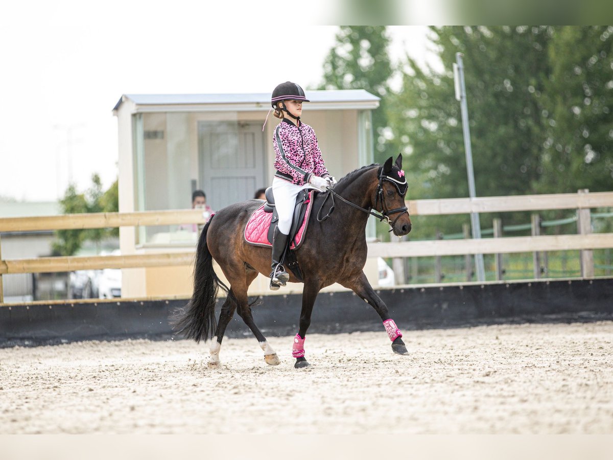 Welsh-A Hongre 15 Ans 124 cm Bai brun foncé in Linschoten