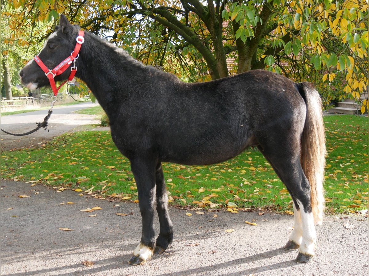 Welsh-A Hongre 2 Ans 112 cm in Dorsten