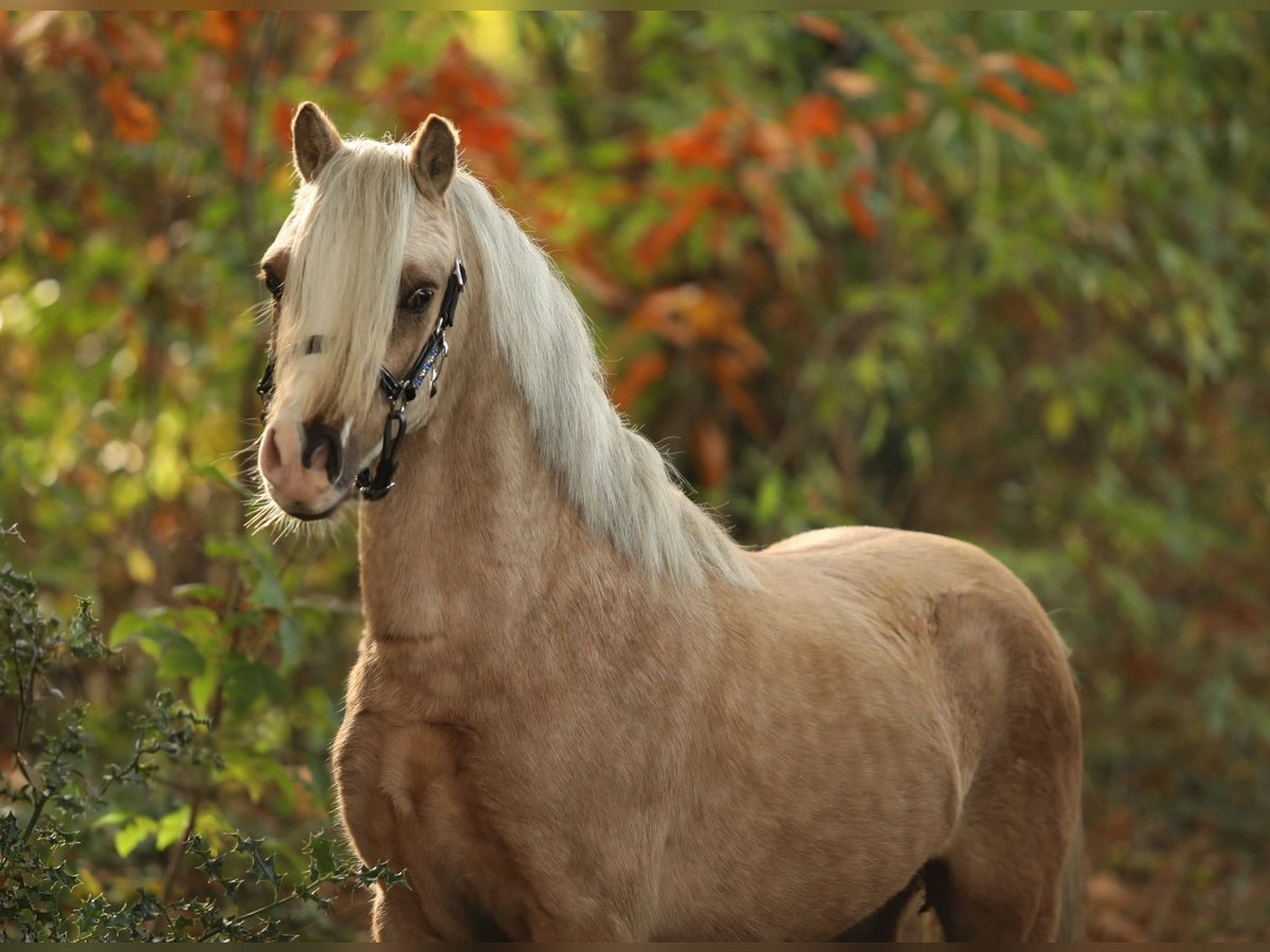 Welsh-A Hongre 2 Ans 118 cm Palomino in Aalten
