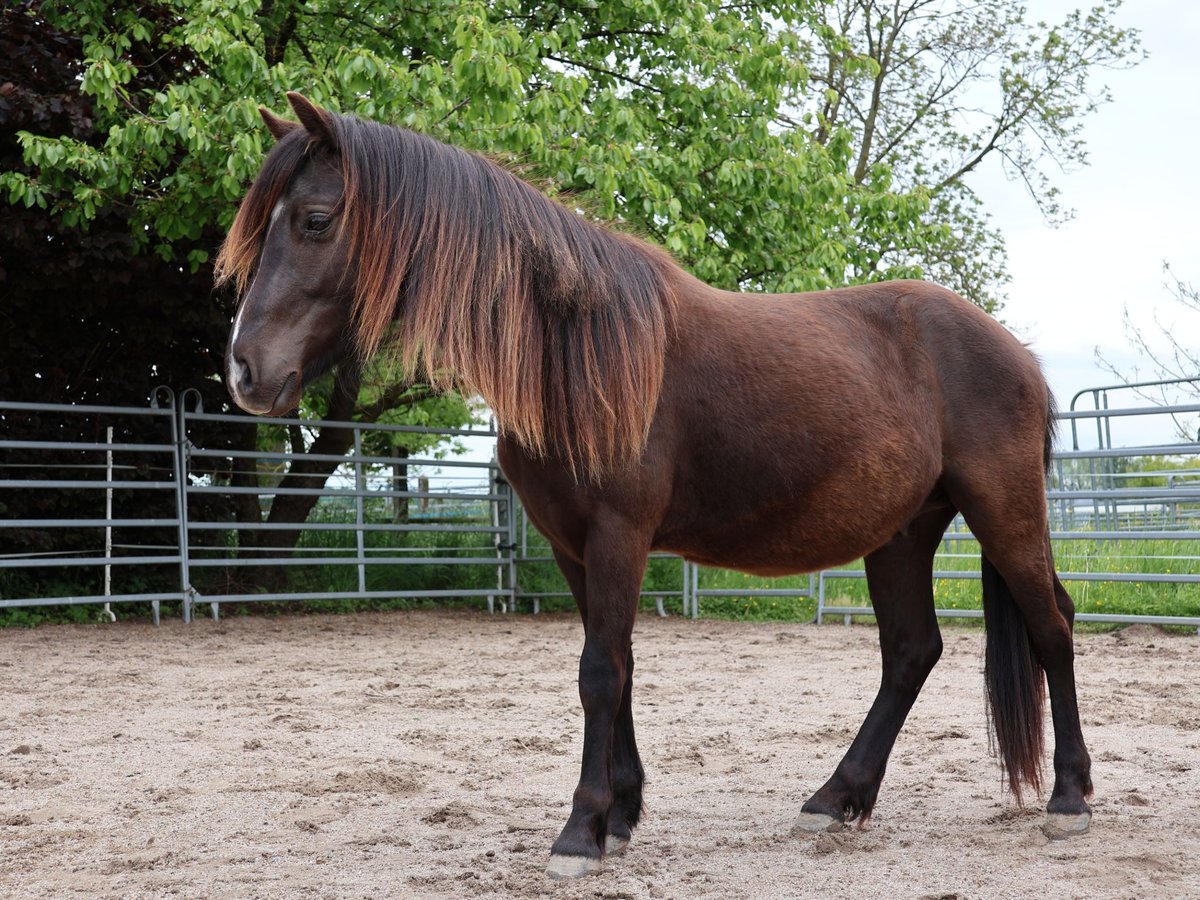 Welsh-A Croisé Hongre 2 Ans 120 cm Noir in Scheibenhardt
