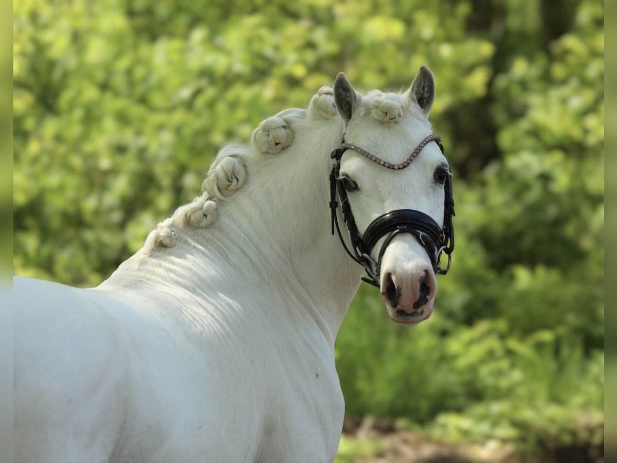 Welsh-A Hongre 3 Ans 121 cm Gris in Aalten