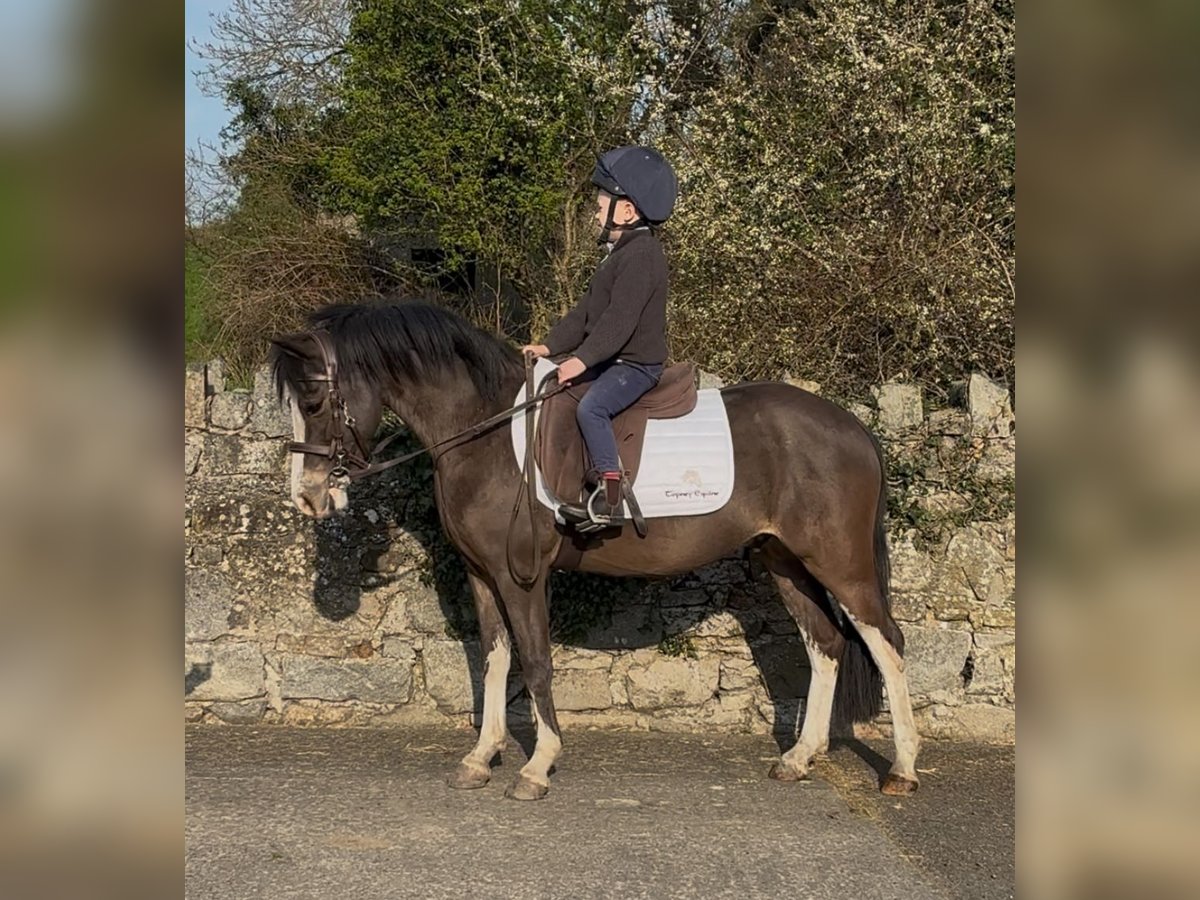 Welsh-A Hongre 4 Ans 121 cm Bai cerise in Down