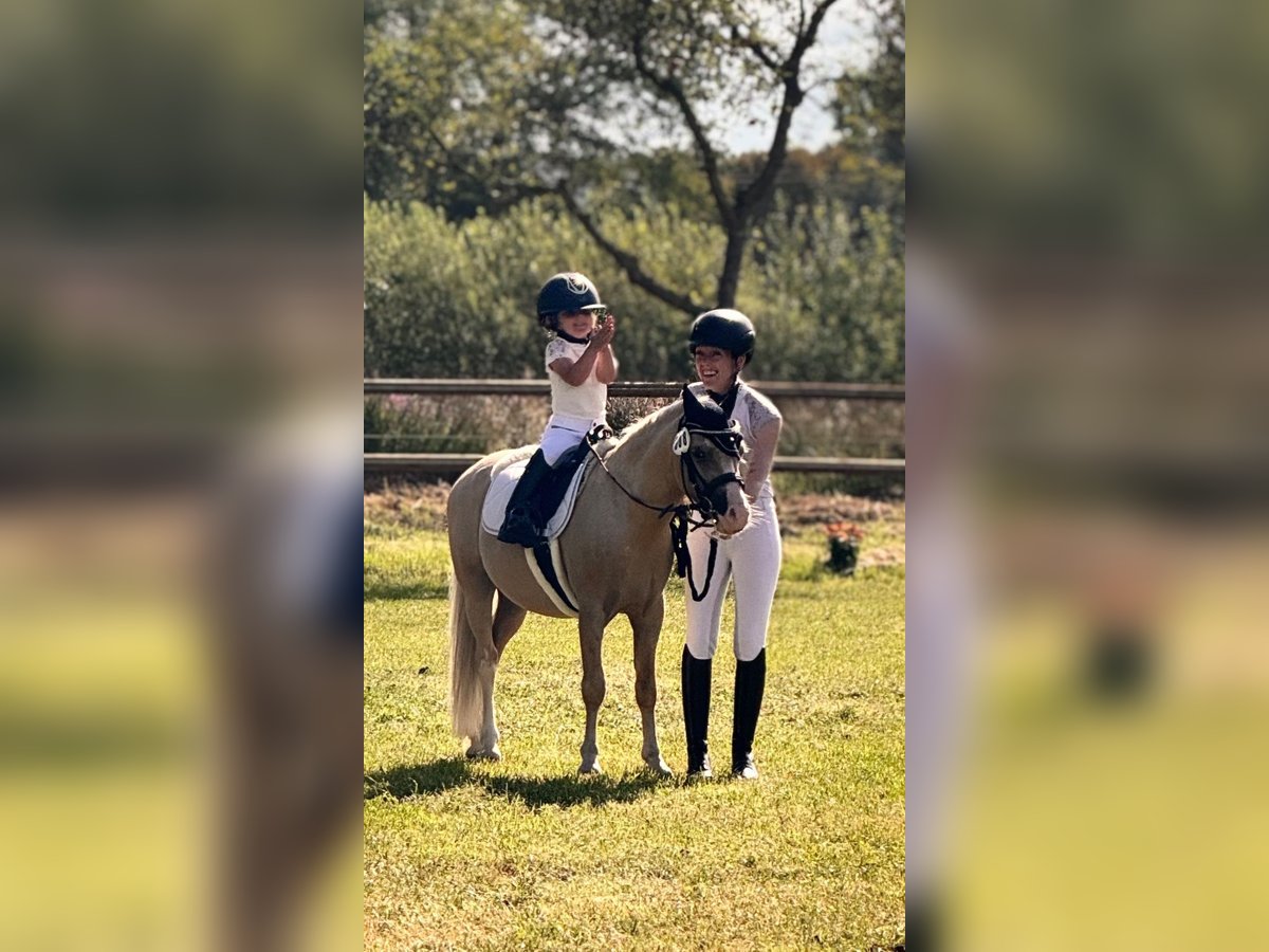 Welsh-A Hongre 5 Ans 115 cm Palomino in Hammersbach