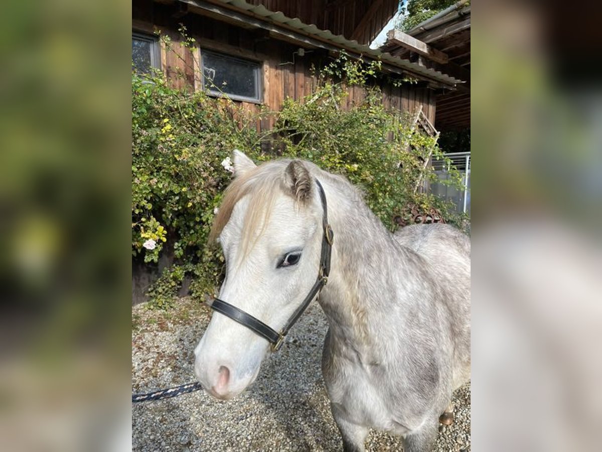 Welsh-A Hongre 5 Ans 123 cm Gris in Loiching