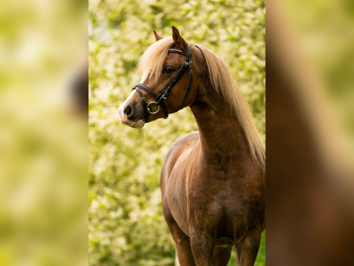 Welsh-A Hongre 5 Ans 124 cm Alezan in Huissen