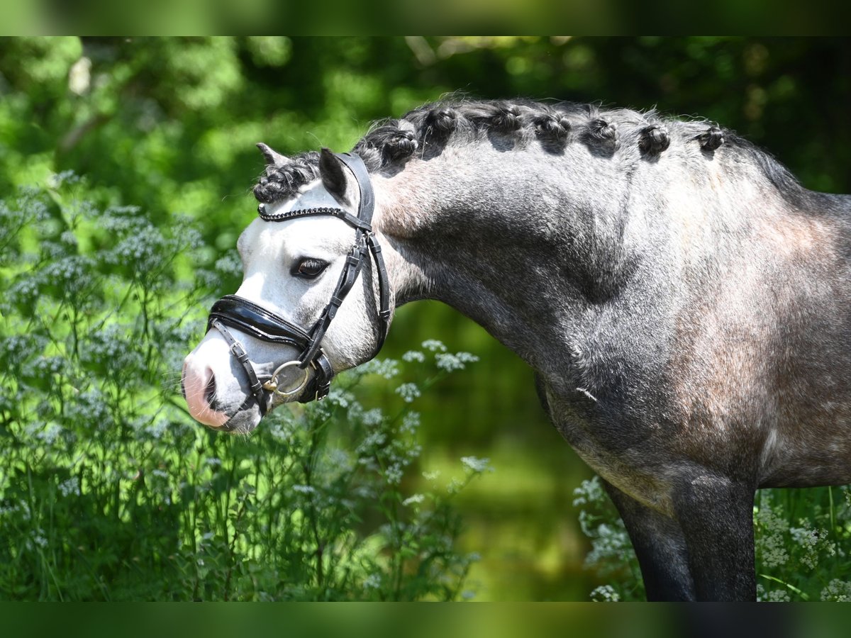 Welsh-A Hongre 5 Ans 126 cm Gris in Heemskerk