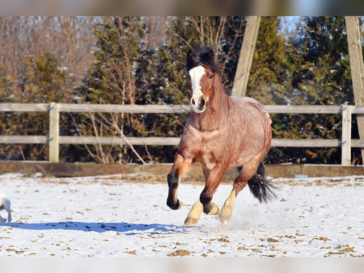 Welsh-A Hongre 6 Ans 120 cm Roan-Bay in Skibin